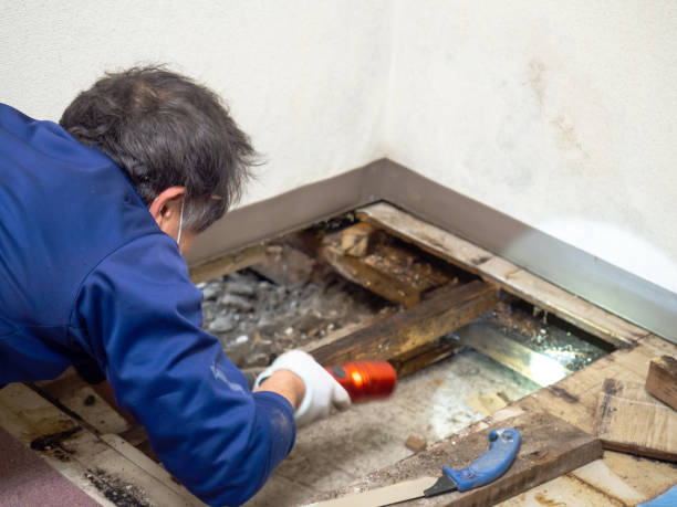  Compo, CT Mold Removal Pros