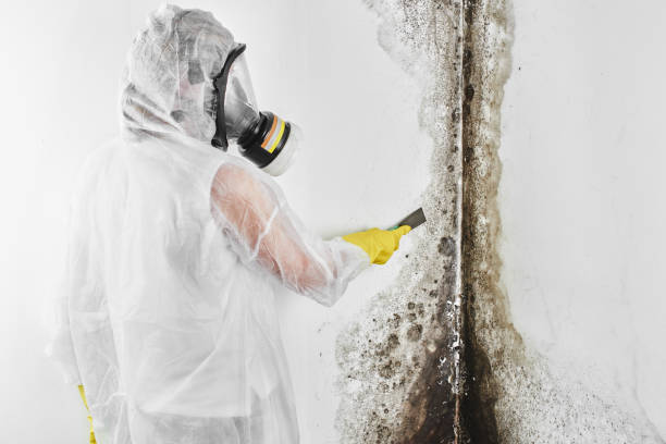 Best Mold Remediation Services  in Compo, CT