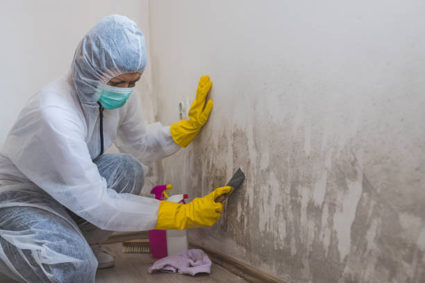 Best Commercial Mold Removal  in Compo, CT