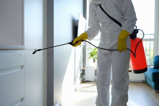 Best Affordable Mold Removal  in Compo, CT