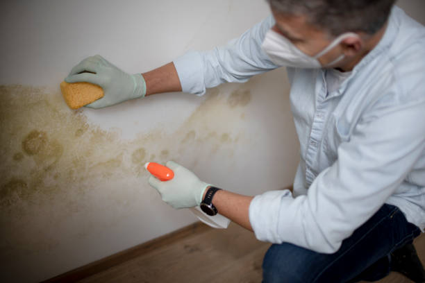 Best Certified Mold Removal  in Compo, CT