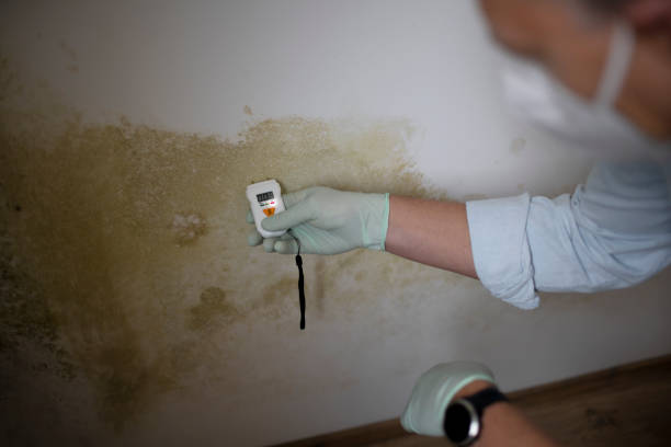 Best Mold Removal Process  in Compo, CT