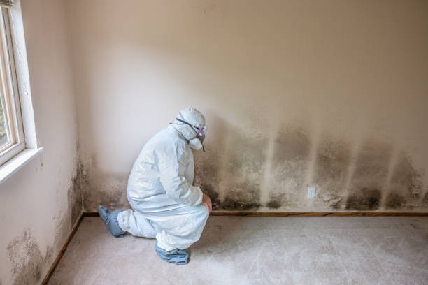 Best Home Mold Removal  in Compo, CT
