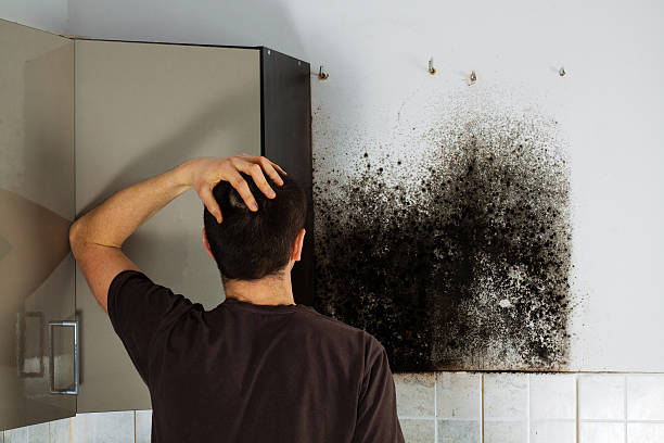 Best Mold Removal Company Near Me  in Compo, CT