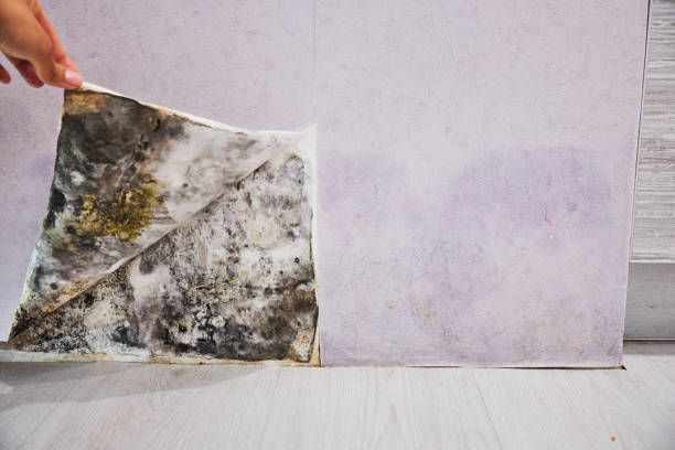 Compo, CT Mold Removal Company